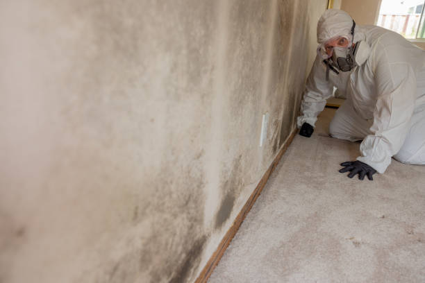 Best Commercial Mold Inspection  in Mena, AR